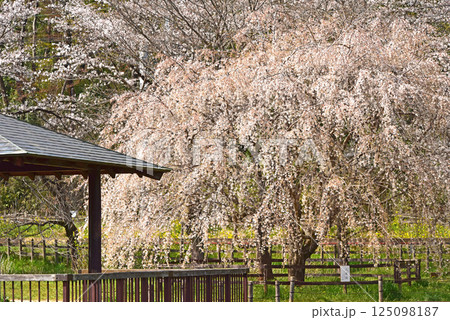 春の花　枝垂れ桜満開 125098187