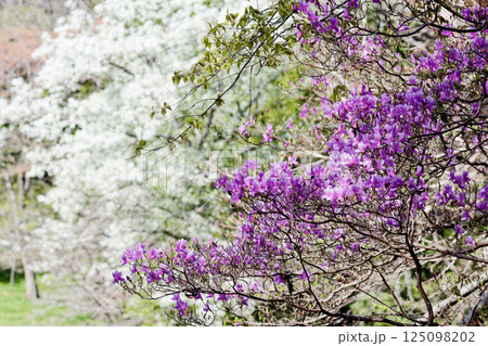 満開のオオシマザクラとコバノミツバツツジ 125098202
