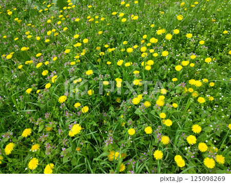 Green field with yellow dandelions. Closeup of yellow spring flowers Green field with yellow dandelions. Closeup of yellow spring flowers 125098269