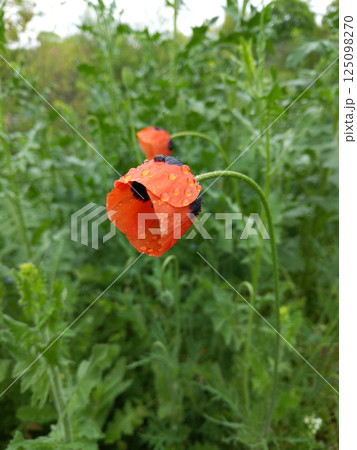 Blooming poppies with red petals on a field with green grass Blooming poppies with red petals on a field with green grass 125098270