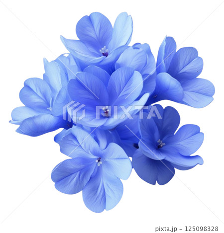 White plumbago or Cape leadwort flower. Close up small blue flower bouquet isolated on transparent background White plumbago or Cape leadwort flower. Close up small blue flower bouquet isolated on transparent background 125098328