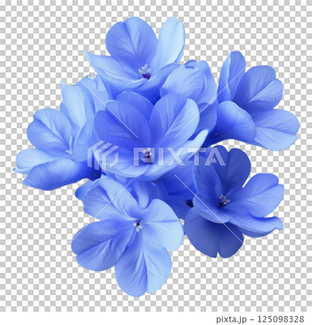 White plumbago or Cape leadwort flower. Close up small blue flower bouquet isolated on transparent background White plumbago or Cape leadwort flower. Close up small blue flower bouquet isolated on transparent background 125098328