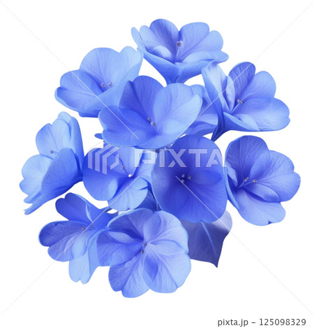 White plumbago or Cape leadwort flower. Close up small blue flower bouquet isolated on transparent background White plumbago or Cape leadwort flower. Close up small blue flower bouquet isolated on transparent background 125098329