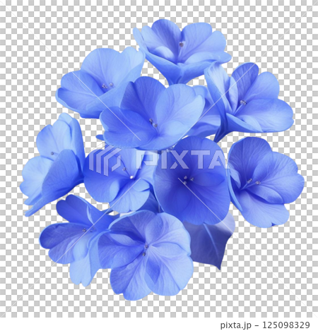 White plumbago or Cape leadwort flower. Close up small blue flower bouquet isolated on transparent background White plumbago or Cape leadwort flower. Close up small blue flower bouquet isolated on transparent background 125098329