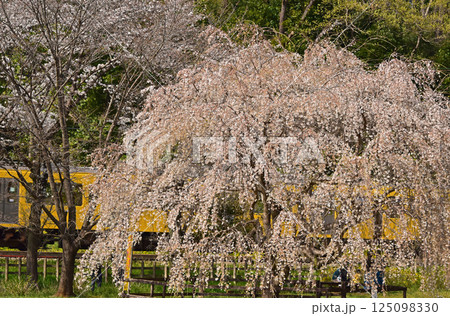 春の花 枝垂れ桜と電車 春の花 枝垂れ桜と電車 125098330