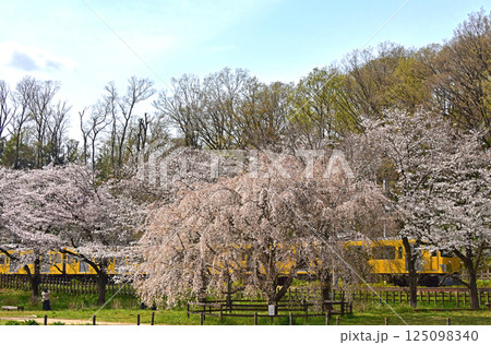 春の花 枝垂れ桜と電車 春の花 枝垂れ桜と電車 125098340