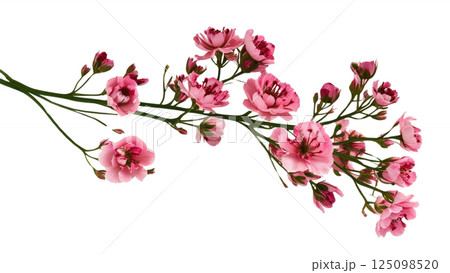 Twig of coral limonium flowers isolated on white or transparent background Twig of coral limonium flowers isolated on white or transparent background 125098520