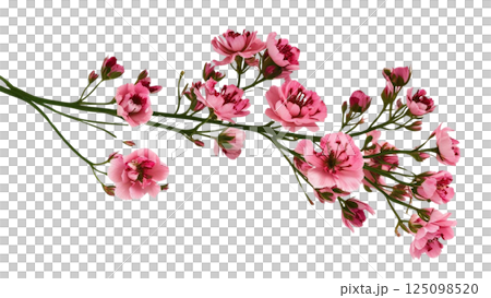 Twig of coral limonium flowers isolated on white or transparent background Twig of coral limonium flowers isolated on white or transparent background 125098520