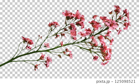 Twig of coral limonium flowers isolated on white or transparent background  125098521