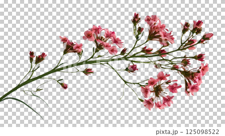 Twig of coral limonium flowers isolated on white or transparent background  125098522