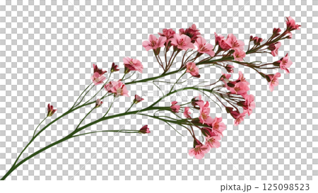 Twig of coral limonium flowers isolated on white or transparent background  125098523
