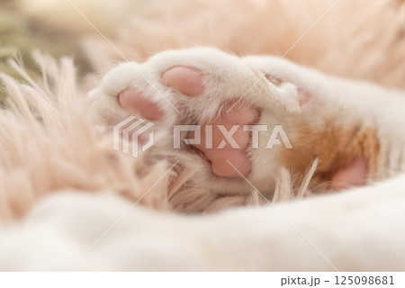可愛い猫の手 可愛い猫の手 125098681