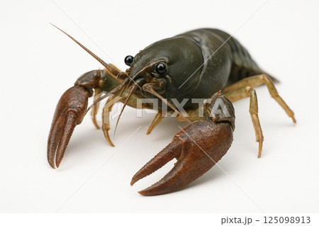 ニホンザリガニ・白背景 125098913