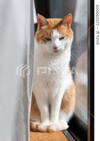 窓辺で座る可愛い猫 茶トラ白 窓辺で座る可愛い猫 茶トラ白 125099009