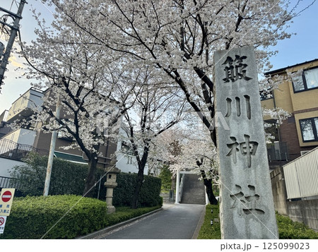 簸川神社の桜 125099023