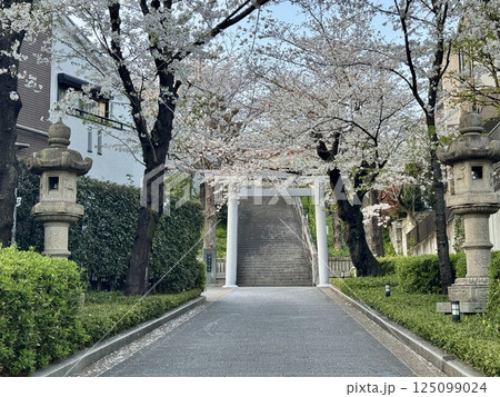 簸川神社の桜 125099024