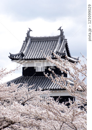桜咲く小峰城 125099029