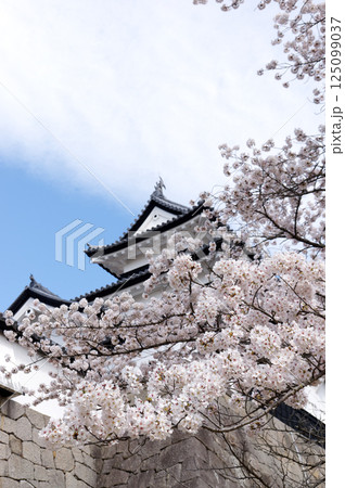 桜咲く小峰城 125099037