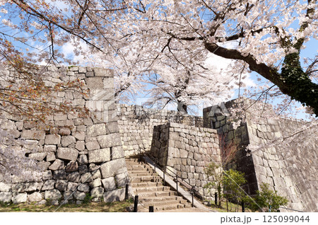 桜咲く小峰城 125099044