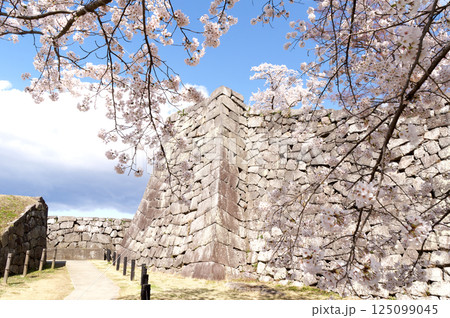 桜咲く小峰城 桜咲く小峰城 125099045