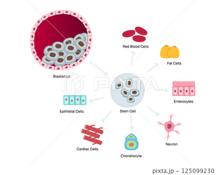Stem cell production process from blastocyst to enterocytes cardiac chondrocyte and other cells cellular biology regenerative medicine tissue repair research 125099230