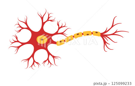 Neuron nervous system anatomy neurotransmitter sensory central neurology drawing illustration neuron synapse 125099233