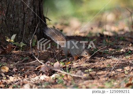可愛いニホンリス 可愛いニホンリス 125099251