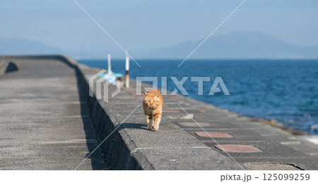 堤防を歩く猫 茶トラ猫 堤防を歩く猫 茶トラ猫 125099259