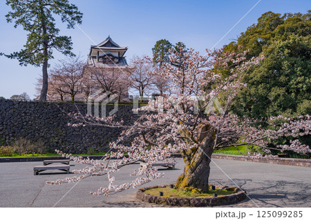 (石川県)金沢城 新丸広場の桜と菱櫓 (石川県)金沢城 新丸広場の桜と菱櫓 125099285