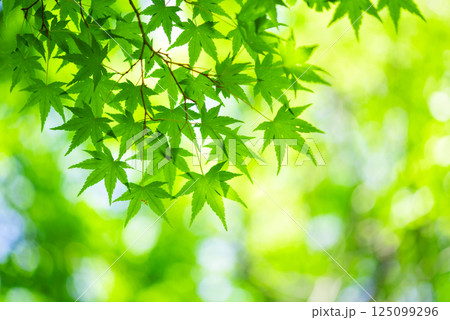 新緑イメージ素材【モミジの新緑】 125099296