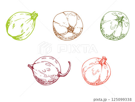 Currant gooseberry fruit, garden berry hand drawn in vector ink casseille jostaberry huckleberry juneberry. Botanical isolated elements illustration. Restaurant cafe menu, farmers market, organic food 125099338