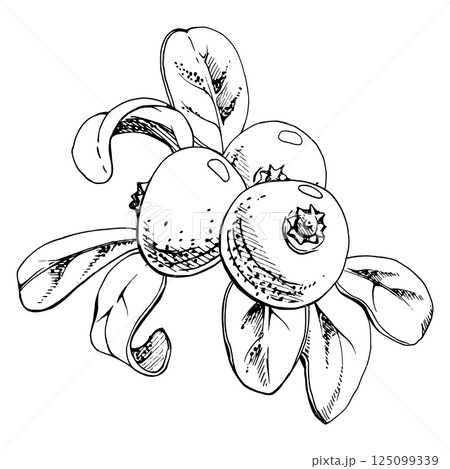 Cranberry lingonberry bunch, green leaves, vector hand drawn in ink, ripe swamp forest berry bearberry teaberry wintergreen. Isolated botanical illustration for restaurant, cafe menu, farmers market 125099339