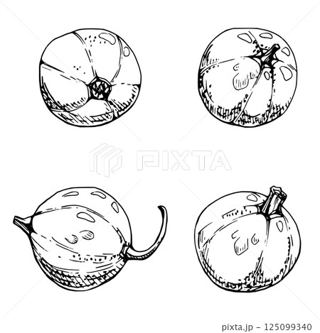 Currant gooseberry fruit hand drawn in vector ink, garden berry huckleberry juneberry casseille jostaberry. Botanical isolated elements illustration. Restaurant cafe menu, farmers market, organic food 125099340