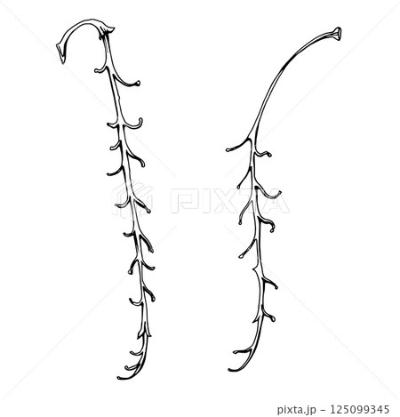Tree, flower, berry or bush raceme. Long plant stem branch twig cluster hand drawn in vector ink, early spring, late autumn or winter. Botanical isolated illustration element. Gardening, florist shop. 125099345