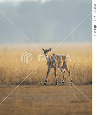 nilgai or blue bull or Boselaphus tragocamelus fawn in open grassland or grass field Largest Asian antelope in natural scenic environment in safari at forest of central india nilgai or blue bull or Boselaphus tragocamelus fawn in open grassland or grass field Largest Asian antelope in natural scenic environment in safari at forest of central india 125099408