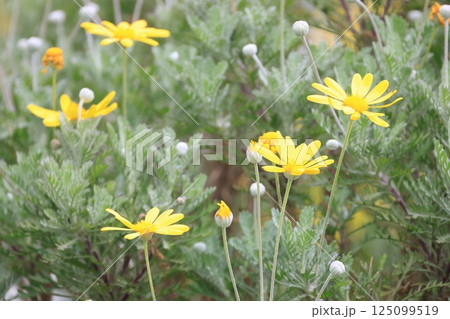 黄色いユリオプスデイジーの花 125099519