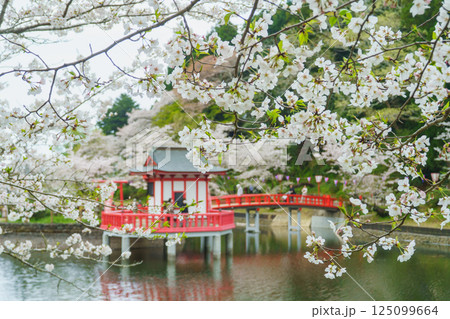 【千葉県茂原市】春の茂原公園(弁天湖)と桜 125099664