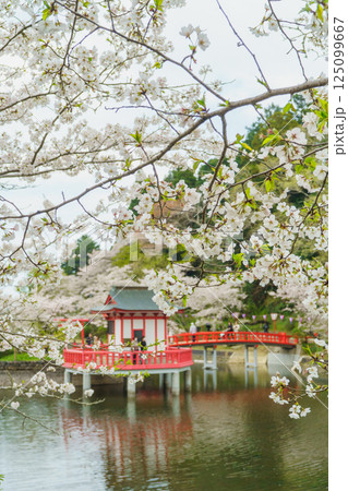 【千葉県茂原市】春の茂原公園(弁天湖)と桜 【千葉県茂原市】春の茂原公園(弁天湖)と桜 125099667