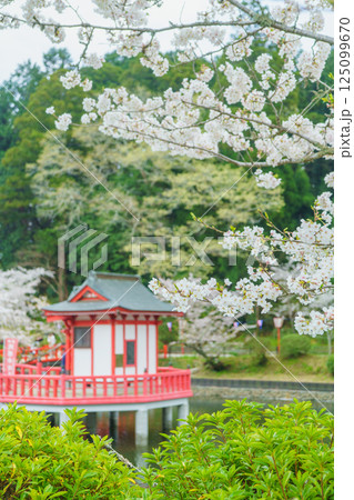 【千葉県茂原市】春の茂原公園(弁天湖)と桜 125099670