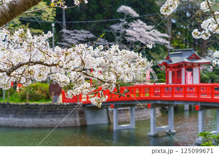 【千葉県茂原市】春の茂原公園(弁天湖)と桜 125099671