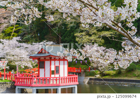【千葉県茂原市】春の茂原公園(弁天湖)と桜 【千葉県茂原市】春の茂原公園(弁天湖)と桜 125099674