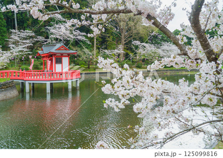 【千葉県茂原市】春の茂原公園(弁天湖)と桜 【千葉県茂原市】春の茂原公園(弁天湖)と桜 125099816