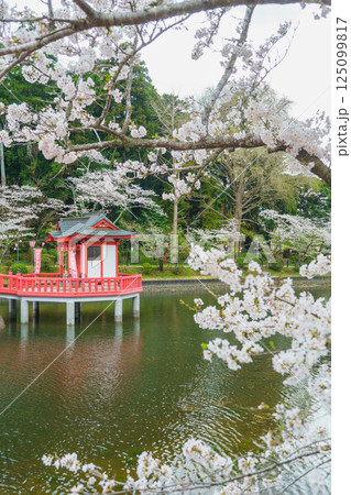 【千葉県茂原市】春の茂原公園(弁天湖)と桜 125099817