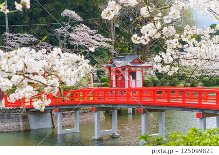 【千葉県茂原市】春の茂原公園(弁天湖)と桜 125099821