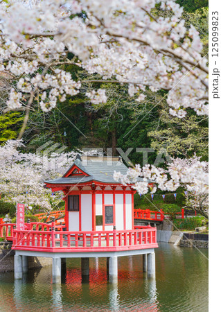 【千葉県茂原市】春の茂原公園(弁天湖)と桜 125099823