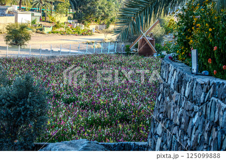 Colorful blooming flowers. High quality photo 125099888