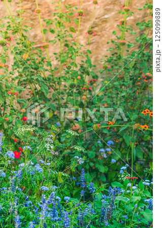 Colorful blooming flowers. High quality photo 125099889