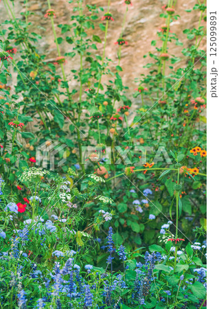 Colorful blooming flowers. High quality photo 125099891