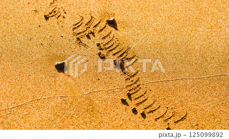 Tracks on the golden sand leading into the sea. High quality photo 125099892