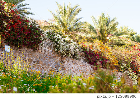 Colorful blooming flowers. High quality photo Colorful blooming flowers. High quality photo 125099900